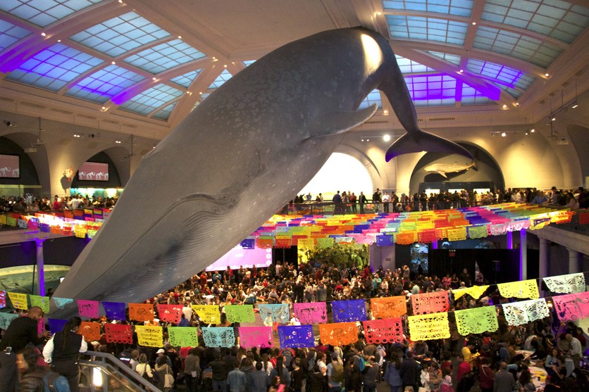 American Museum of Natural History New York